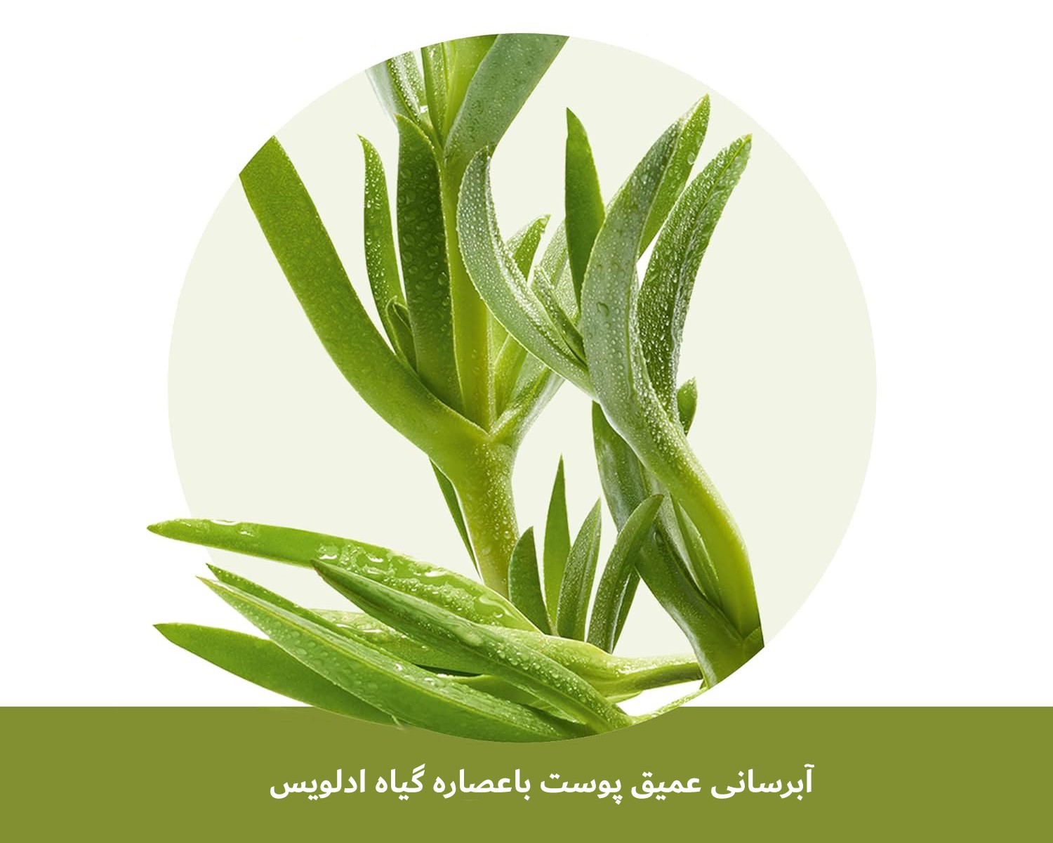 کرم آبرسان ایوروشه مدل Hydra Vegetal مناسب پوست معمولی تا خشک 50 میل