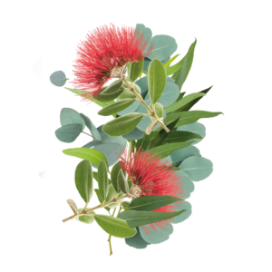 خوشبو کننده و ضدعفونی کننده توالت فرنگی استونیش با رایحه اکالیپتوس تعداد 6 عددی